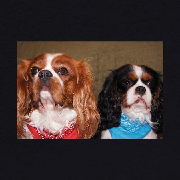 cavalier king charles spaniel pair by Wanderingangel